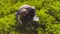 Scientist ecologist examining plants on the meadow