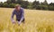 Scientist ecologist exploring wheat. He is measuring wheat ear