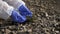 Scientist or ecologist in protective suit and gloves analyzing plant on polluted dried land. Close up of hands