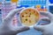 Scientist examines malaria virus on petri dish in laboratory
