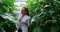 Scientist examining aubergine in greenhouse 4k