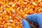 Scientist examining quality of harvested corn seed kernels