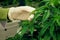 Scientist hand with medical rubber glove touching gratifying cannabis leaf.