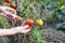 Scientist hands injecting syringe chemicals into red tomato GMO. Concept for chemical nitrates GMO or GM food.