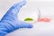 Scientist holding a Petri dish with plant.