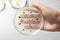 Scientist holding Petri dish with wheat grains on background, top view. Germination and energy analysis