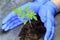 A scientist holds a sprout in his hands. this is tomato The concept of protecting plants from extinction