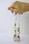 Scientist holds test tubes with micro plant in vitro