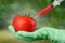 Scientist holds tomato with syringe