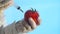 Scientist Injects Tomato with a Syringe