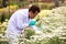 Scientist man with green gloves holding magnifying glass to check white Chrysanthemums