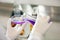 Scientist Pouring Purple Liquid Into Petri Dish