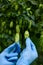 Scientist show two hops cones in hands on hop yard for beer