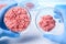 Scientist show two samples of meat in petri dish