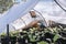 Scientist studying pollination of Nicotiana longiflora plants