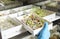 Scientist taking container with sprouted sunflower seeds from germinator in laboratory