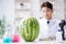 The scientist testing watermelon in lab