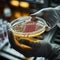 Scientists hand holds petri dish with bacteria culture for study