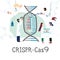 Scientists illustrated how CRISPR CAS9  works. Gene editing tool research .