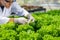 Scientists test the solution, Chemical inspection, Check freshness  at organic, hydroponic farm