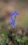 Scilla bifolia or the alpine squill is a herbaceous perennial plant belonging to the genus Scilla of the family Asparagaceae.