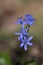 Scilla bifolia or the alpine squill is a herbaceous perennial plant belonging to the genus Scilla of the family Asparagaceae.