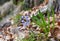 Scilla bifolia (alpine squill or two-leaf squill)