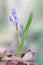 Scilla bifolia, alpine squill or two-leaf squill