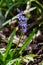 Scilla bifolia, the alpine squill or two-leaf squill, is a herbaceous perennial plant of the family Asparagaceae. Art photo of the