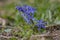 Scilla bifolia alpine two-leaf squill early spring bulbous flowers in bloom, small beautiful blue flowering plant