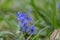 Scilla bifolia alpine two-leaf squill early spring bulbous flowers in bloom, small beautiful blue flowering plant