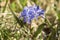 Scilla bifolia blue flowers in bloom, two leaf squill bulbous flower