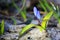 Scilla Bifolia flower