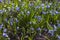 Scilla bifolia - flowering of small blue flowers in the spring