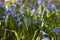 Scilla bifolia - flowering of small blue flowers in the spring