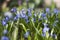 Scilla bifolia - flowering of small blue flowers in the spring