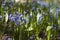 Scilla bifolia - flowering of small blue flowers in the spring