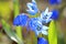 Scilla bifolia spring flowers