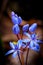 Scilla bifolia wild flowers