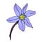 Scilla flower color illustrations, Isolated Scylla spring flower in color