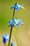 Scilla flower in spring