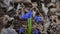 Scilla flowers against the background of dry foliage