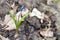 Scilla flowers on forest ground.