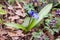 Scilla flowers on forest ground.