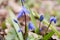 Scilla flowers on forest ground.