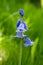 Scilla hispanica bell shaped bulbous late spring flower in bloom