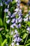 Scilla hispanica Mill