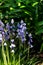 Scilla hispanica Mill