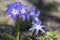 Scilla luciliae blue small springtime flowers in the grass, close up view bulbous flowering plant