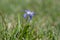 Scilla luciliae blue small springtime flowers in the grass, close up view bulbous flowering plant